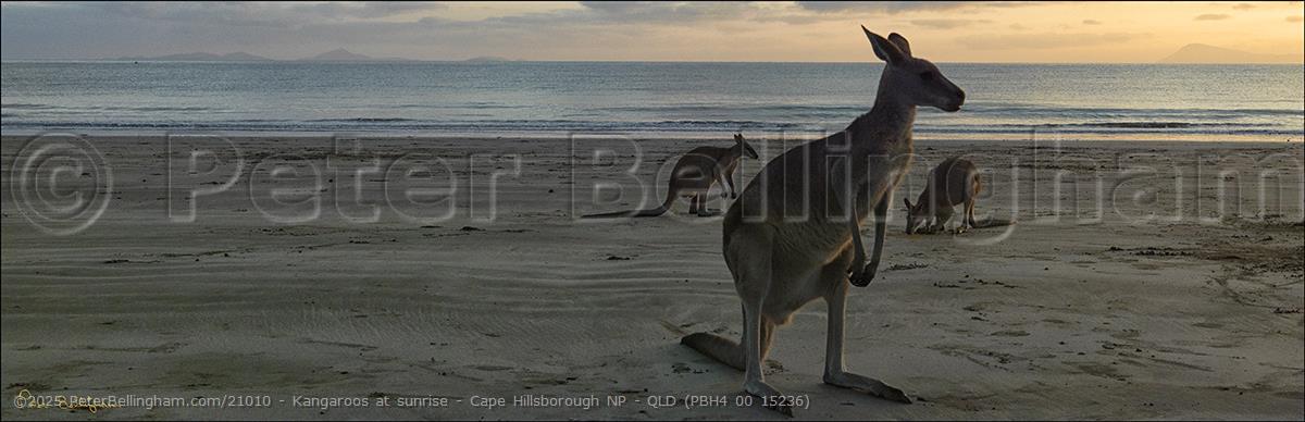 Peter Bellingham Photography Kangaroos at sunrise - Cape Hillsborough NP - QLD (PBH4 00 15236)